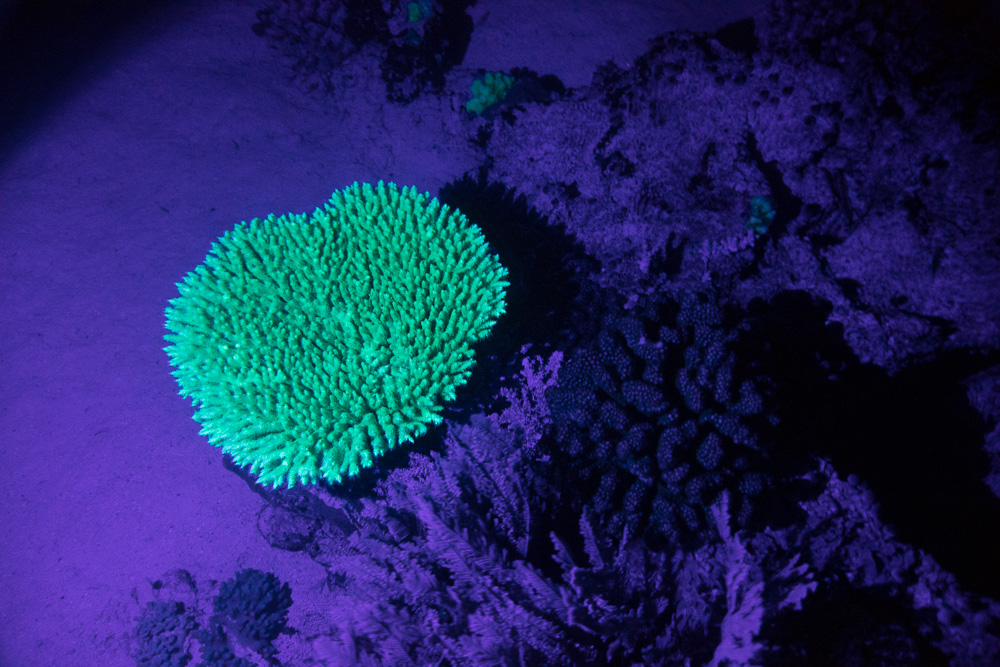 Koralle unter UV-Licht